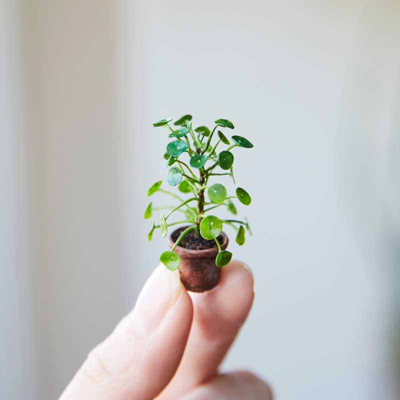 Lemon Miniatures