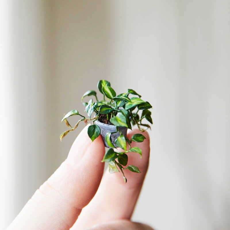 Lemon Miniatures